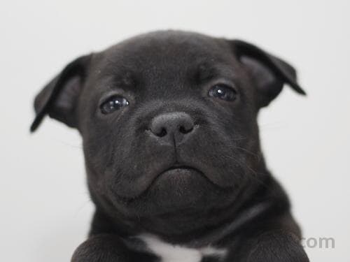 Staffordshire Bull Terrier