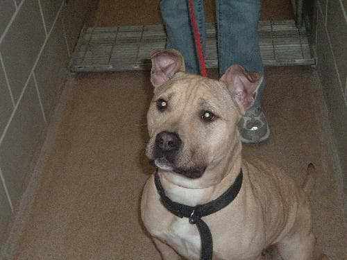 Staffordshire Bull Terrier