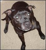 Staffordshire Bull Terrier