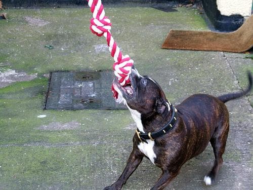 bullterrier