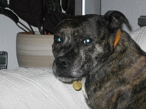 Staffordshire Bull Terrier