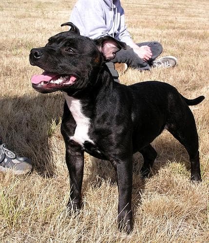 bullterrier
