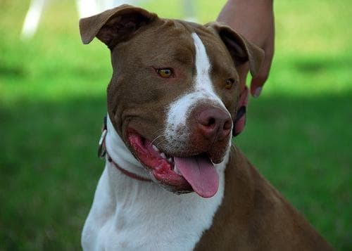 Staffordshire Bull Terrier
