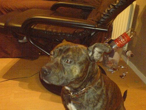 Staffordshire Bull Terrier