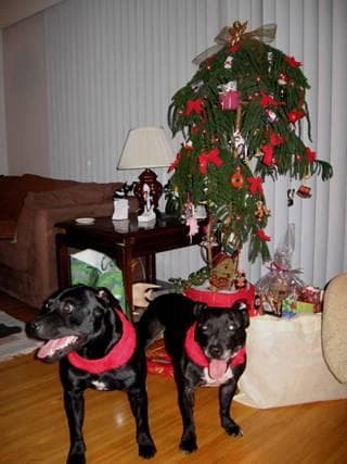 Staffordshire Bull Terrier