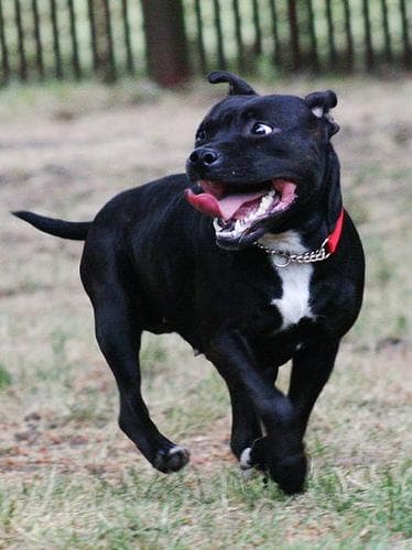 Staffordshire Bull Terrier