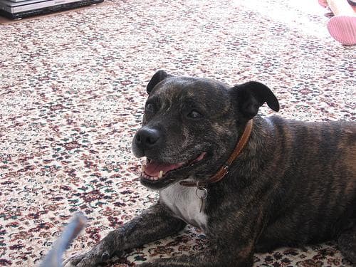 Staffordshire Bull Terrier