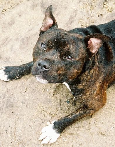 Staffordshire Bull Terrier