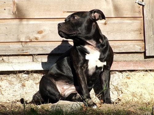 Staffordshire Bull Terrier