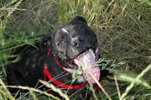 Staffordshire Bull Terrier