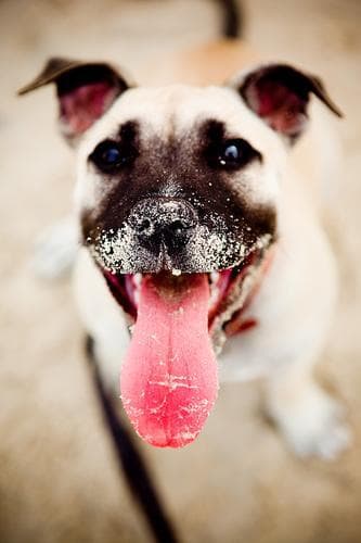 Staffordshire Bull Terrier