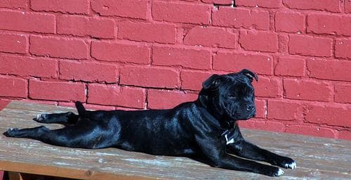Staffordshire Bull Terrier