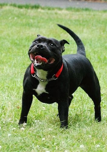 bullterrier