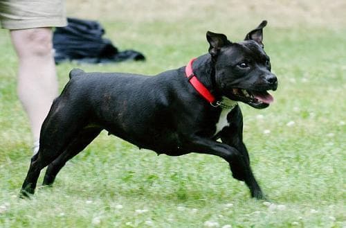 Staffordshire Bull Terrier