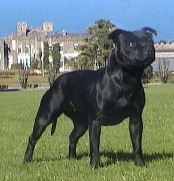 Staffordshire Bull Terrier