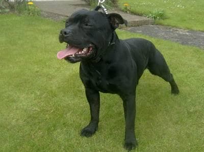 Staffordshire Bull Terrier