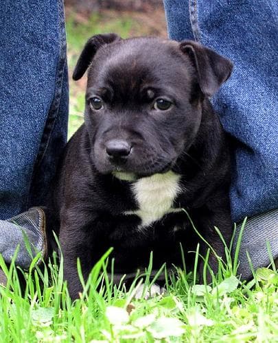 Staffordshire Bull Terrier