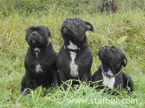 Staffordshire Bull Terrier