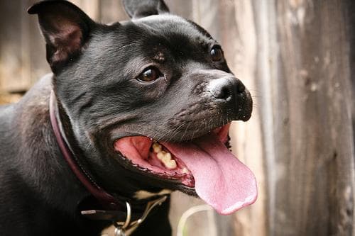 Staffordshire Bull Terrier