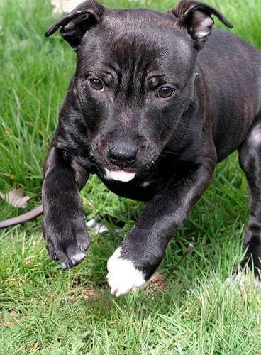 Staffordshire Bull Terrier