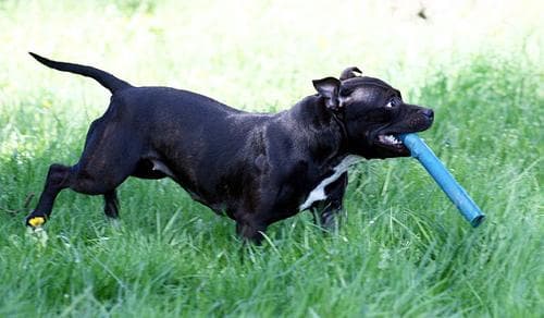 Staffordshire Bull Terrier