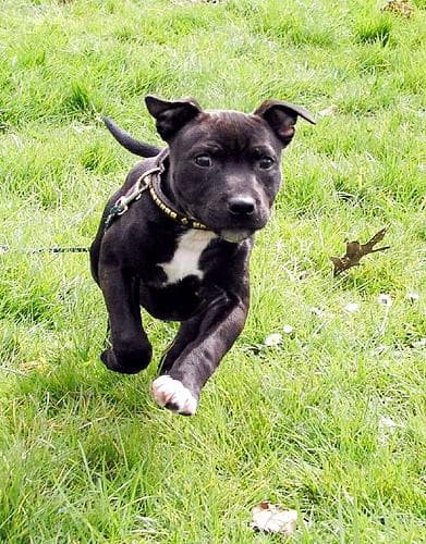 Staffordshire Bull Terrier