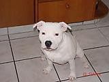 bullterrier