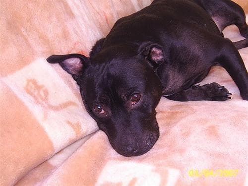 Staffordshire Bull Terrier