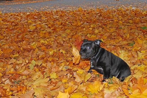 Staffordshire Bull Terrier