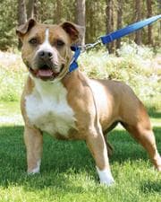 Staffordshire Bull Terrier