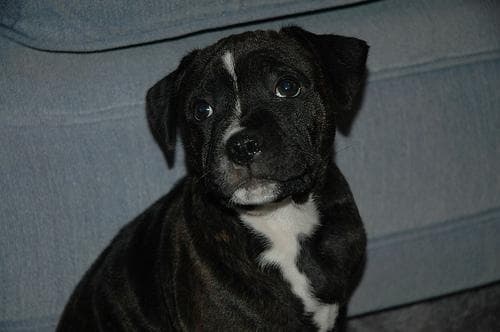 bullterrier