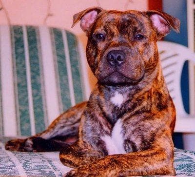Staffordshire Bull Terrier