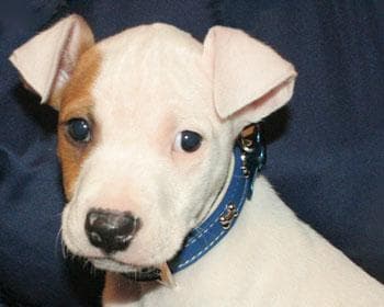 Staffordshire Bull Terrier