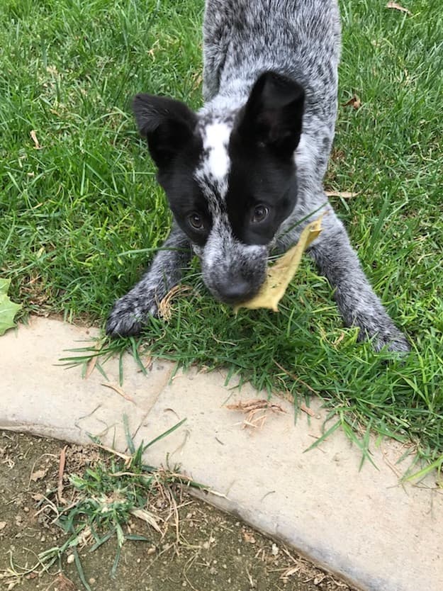 Australian Cattle Dog