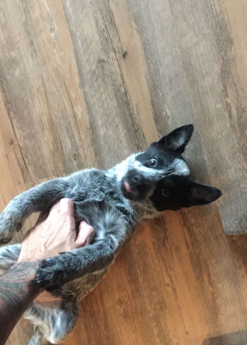 Australian Cattle Dog