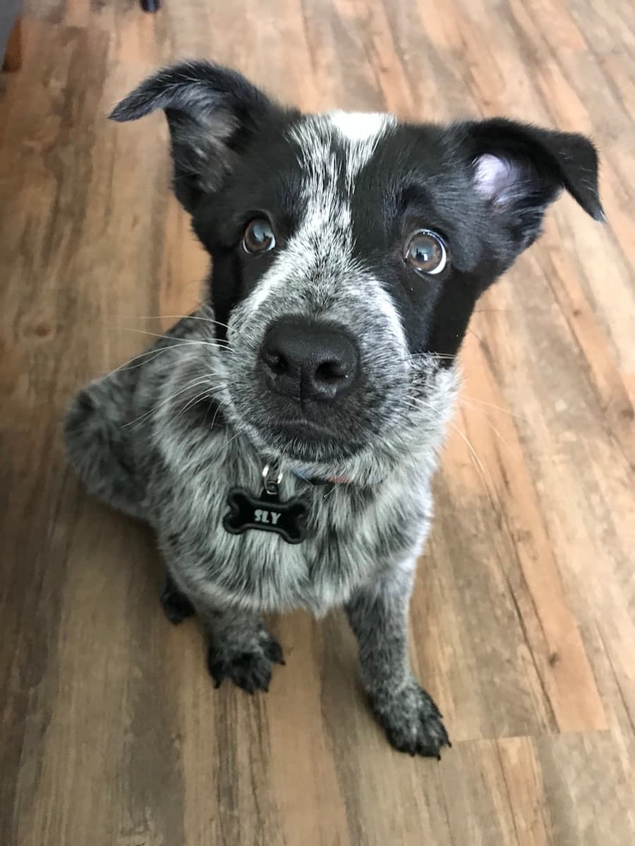 Australian Cattle Dog
