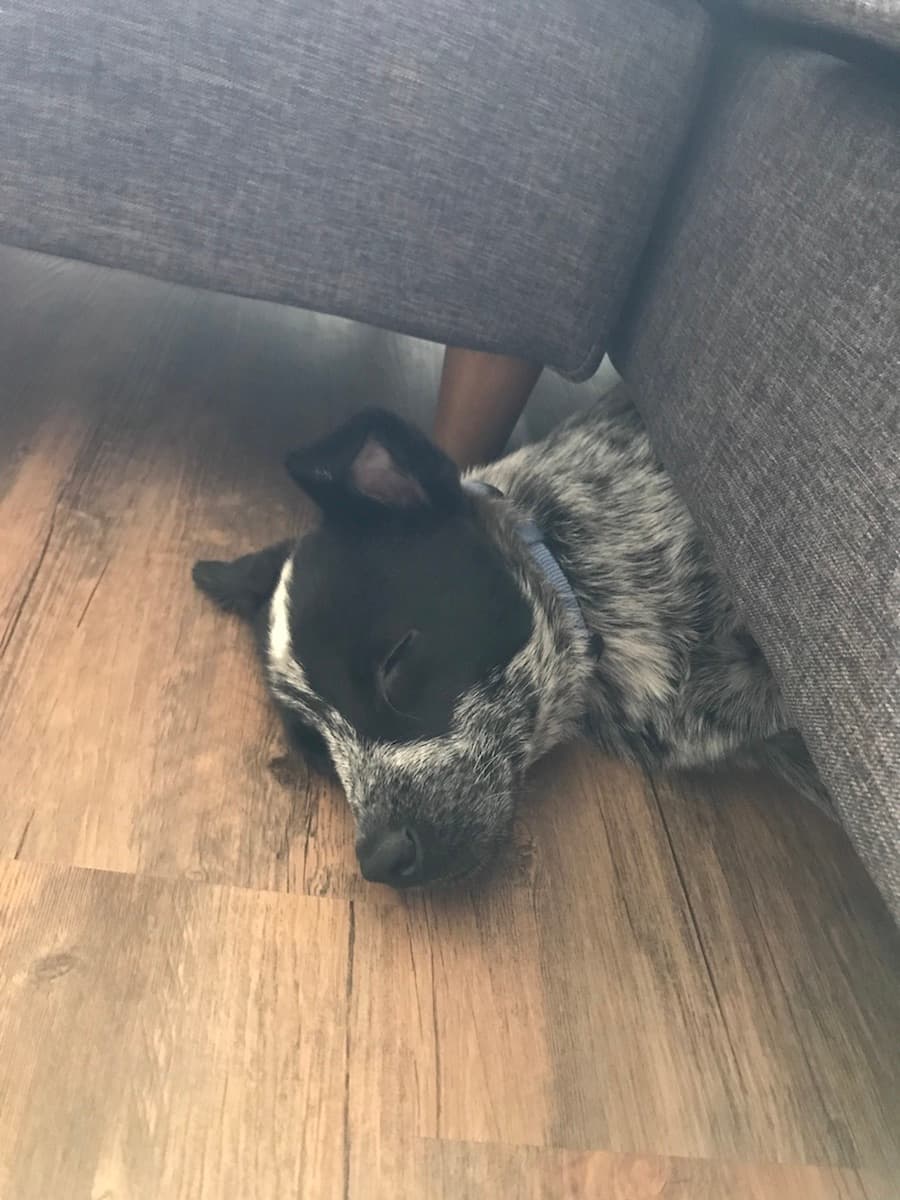 Australian Cattle Dog