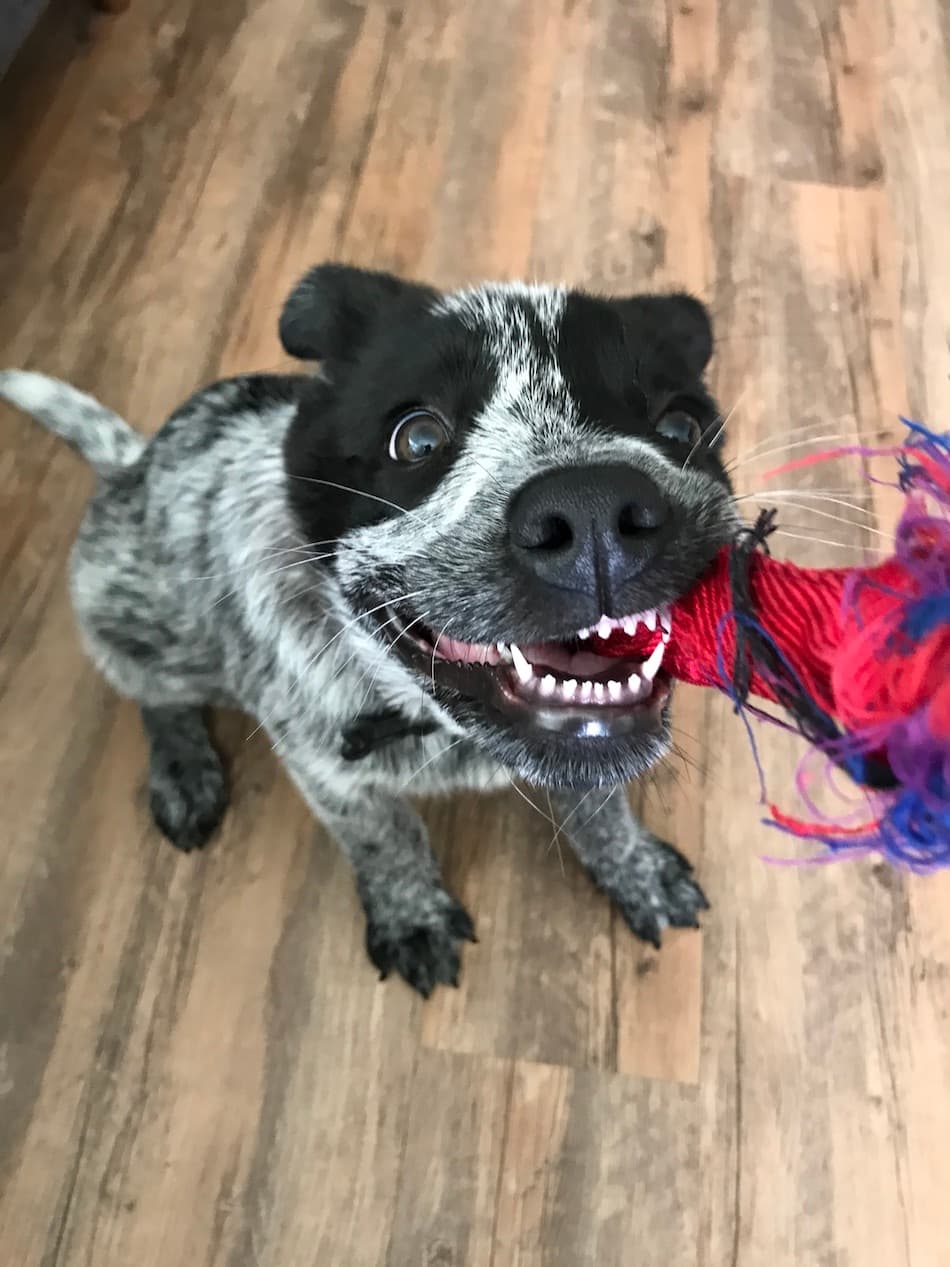 Australian Cattle Dog
