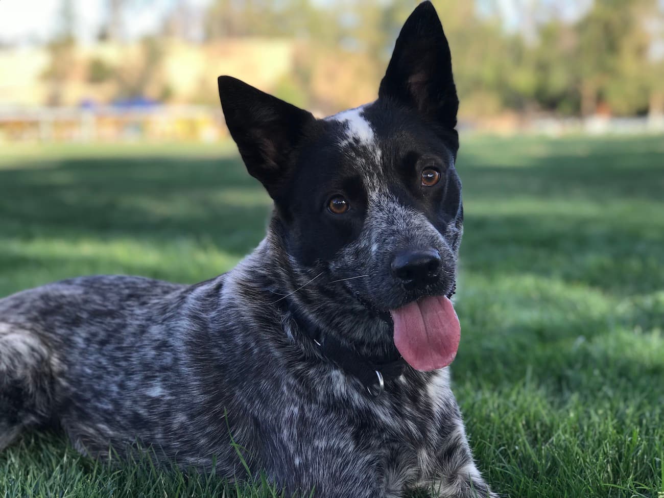 Australian Cattle Dog