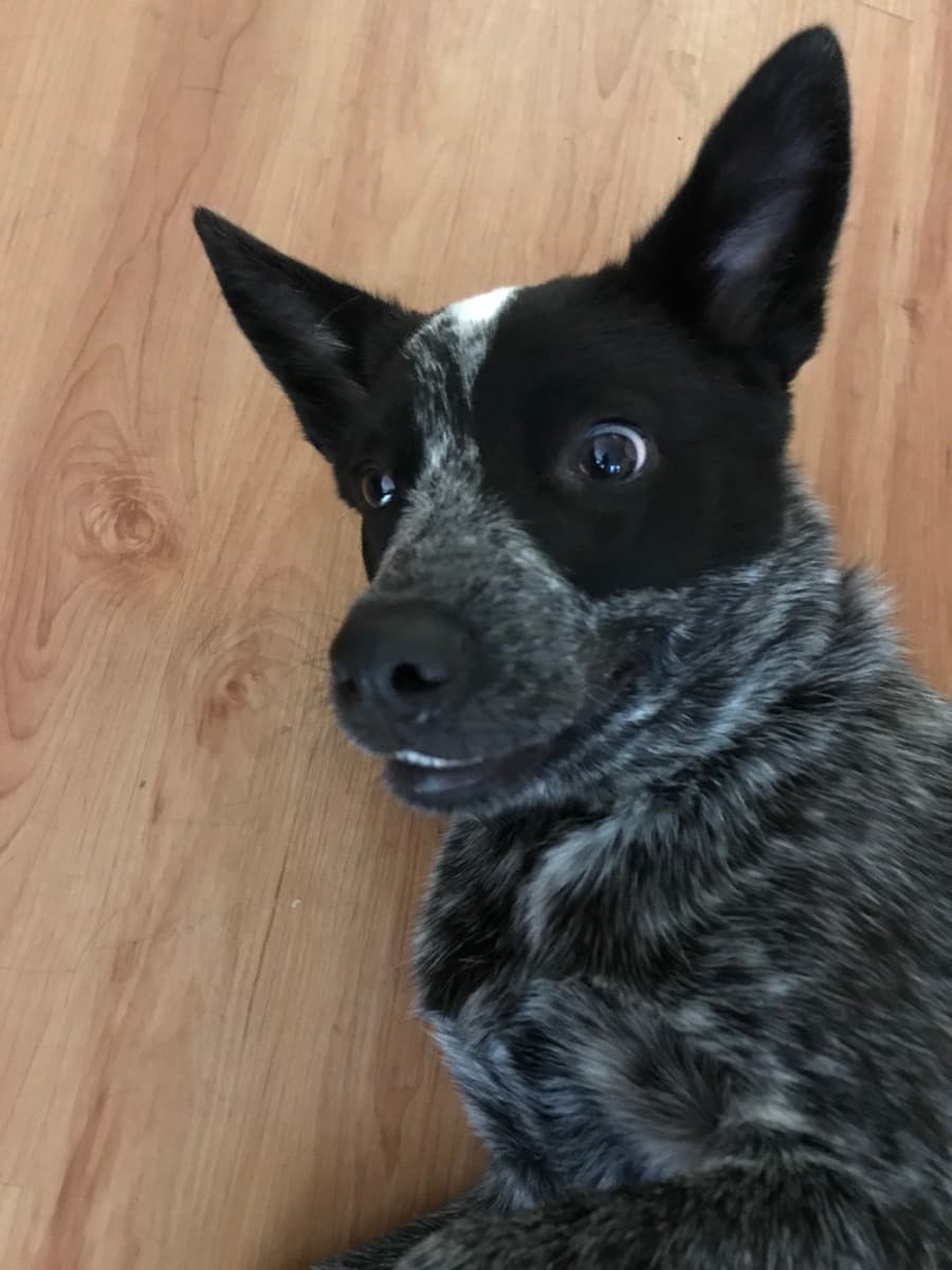 Australian Cattle Dog
