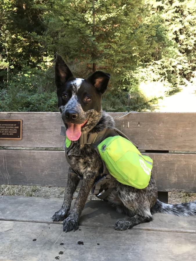 Australian Cattle Dog