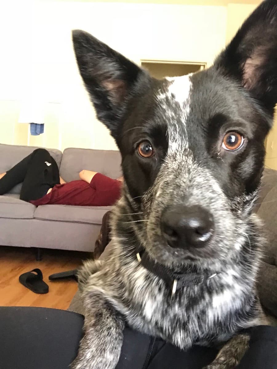 Australian Cattle Dog