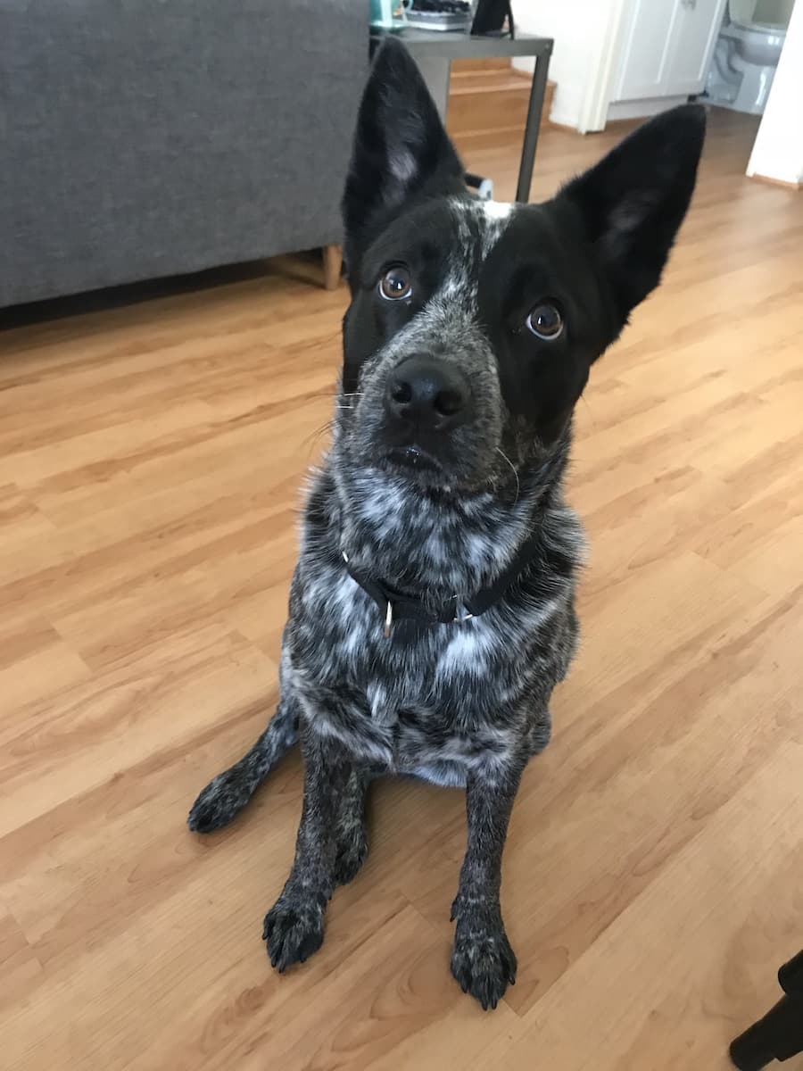 cattledog