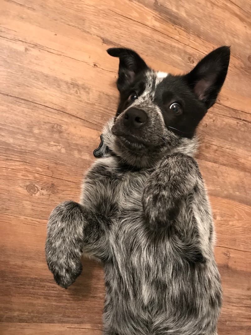 Australian Cattle Dog
