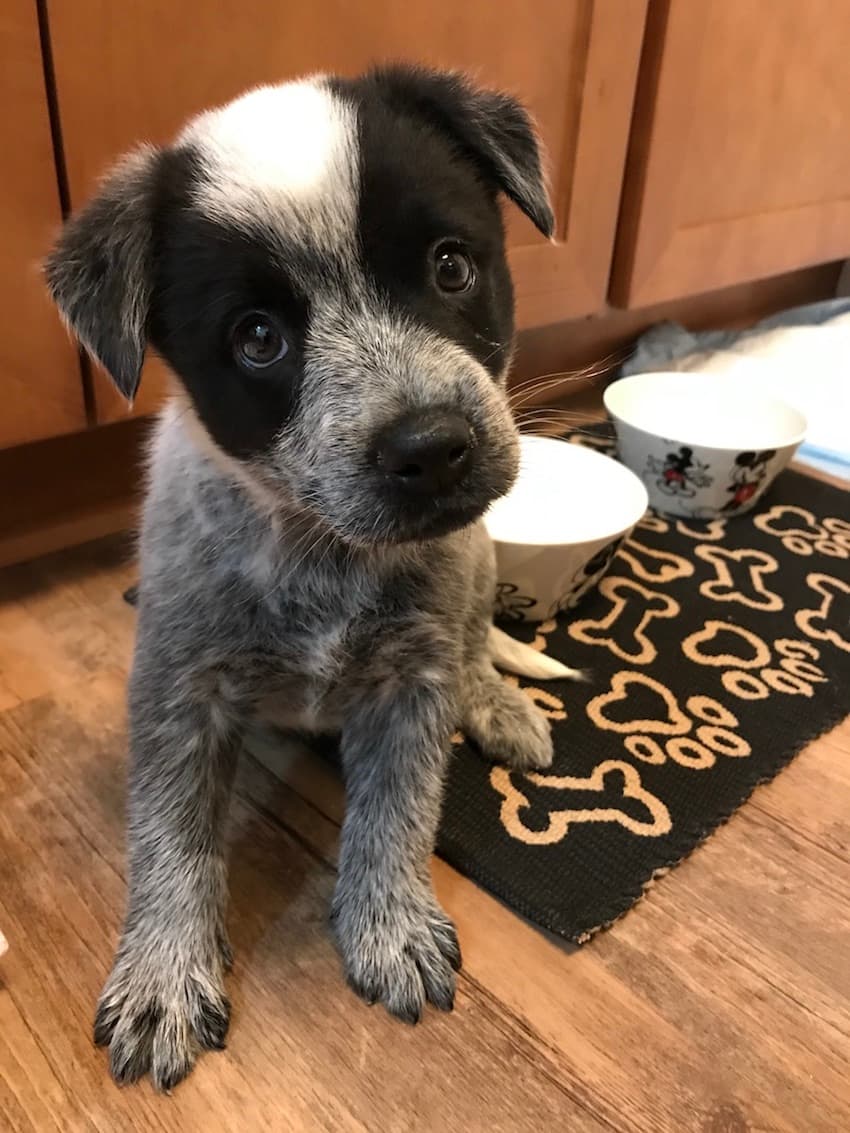 Australian Cattle Dog