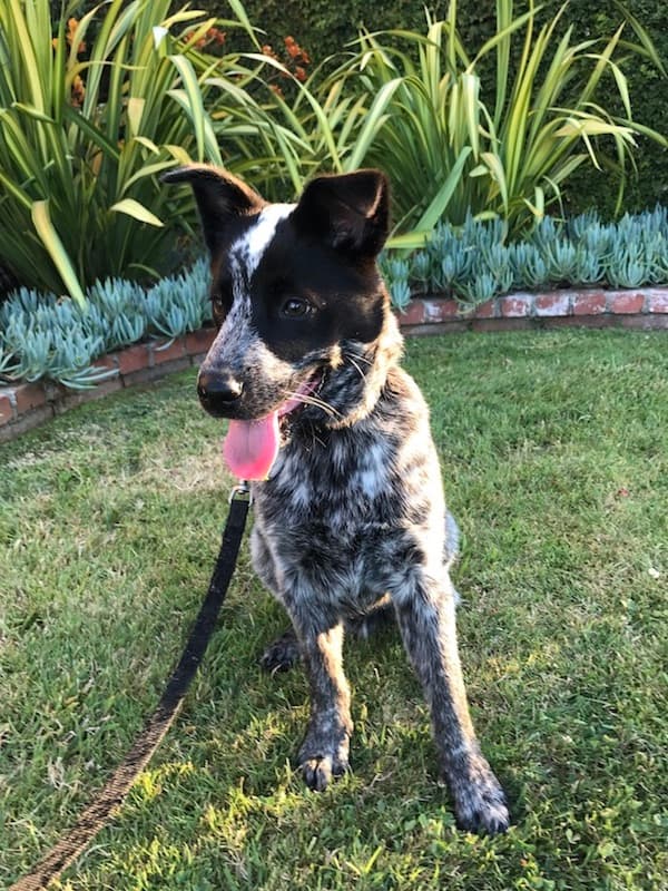 Australian Cattle Dog