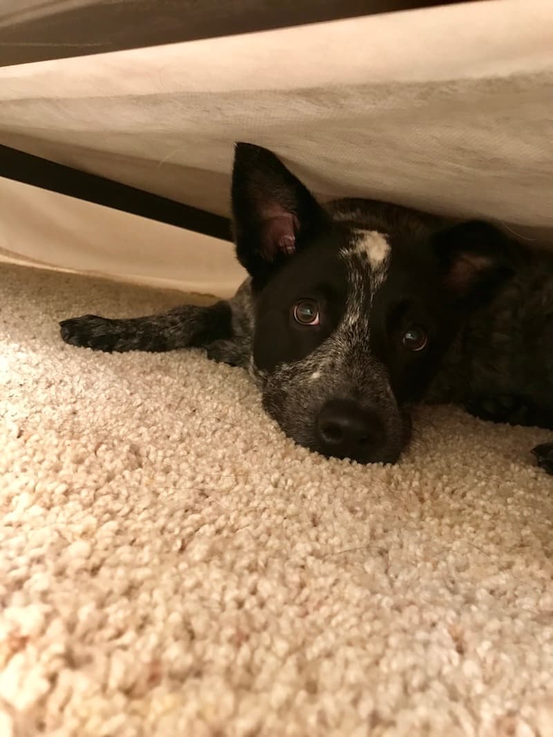Australian Cattle Dog