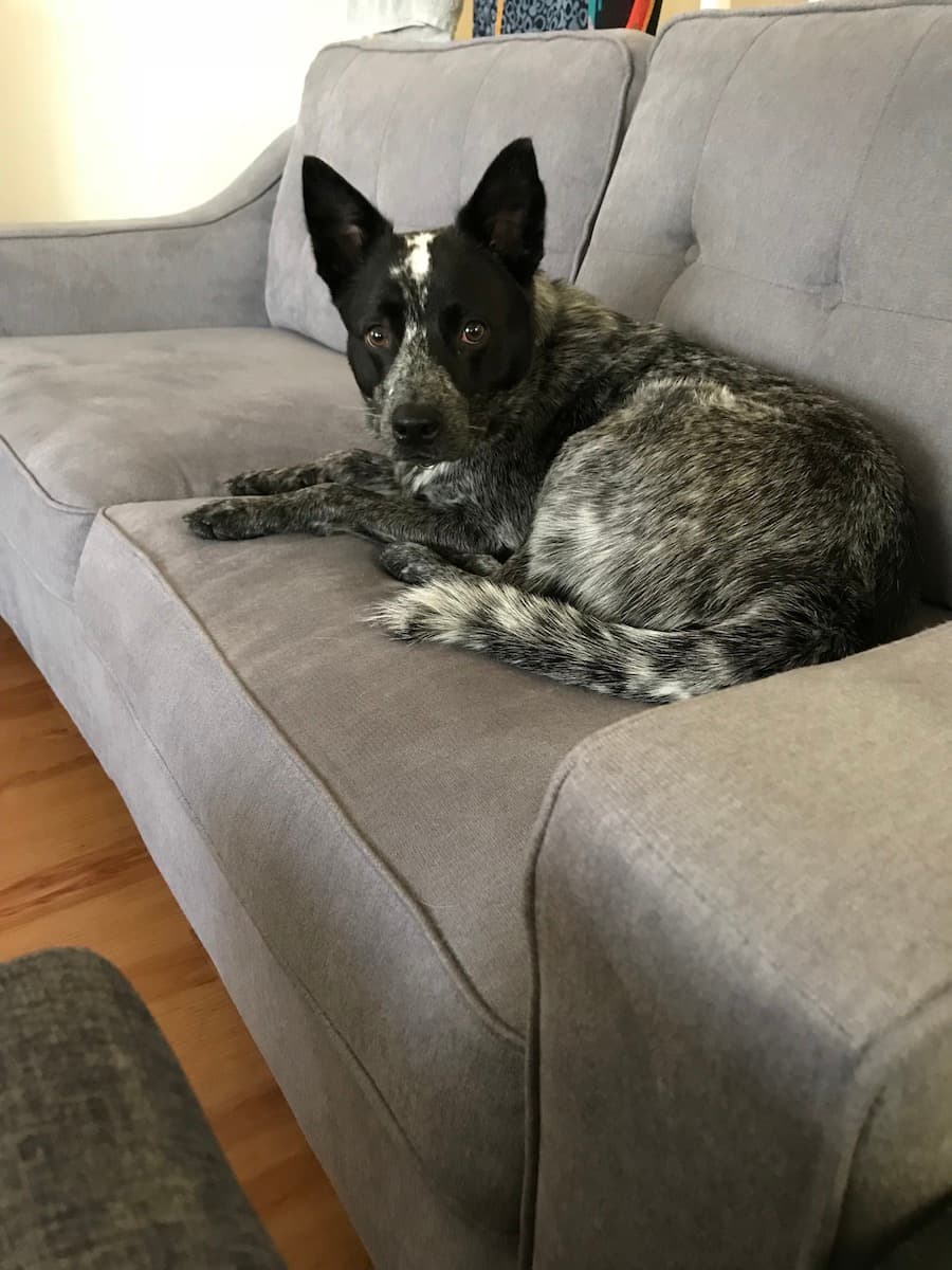 Australian Cattle Dog