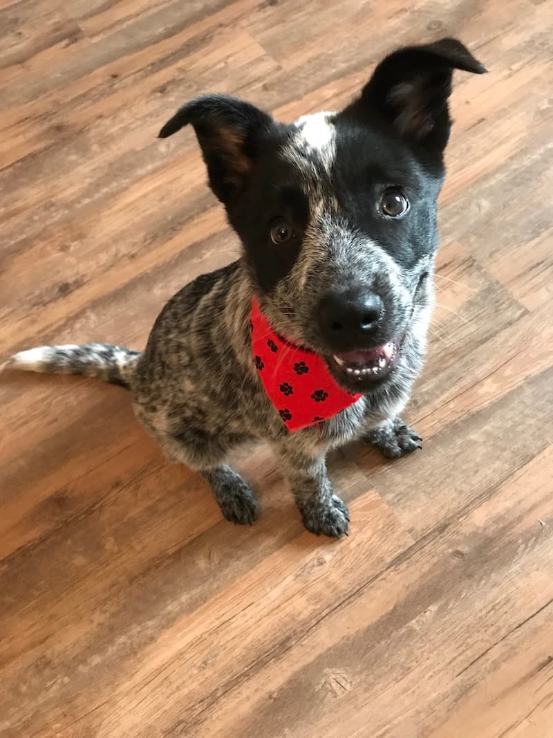 Australian Cattle Dog