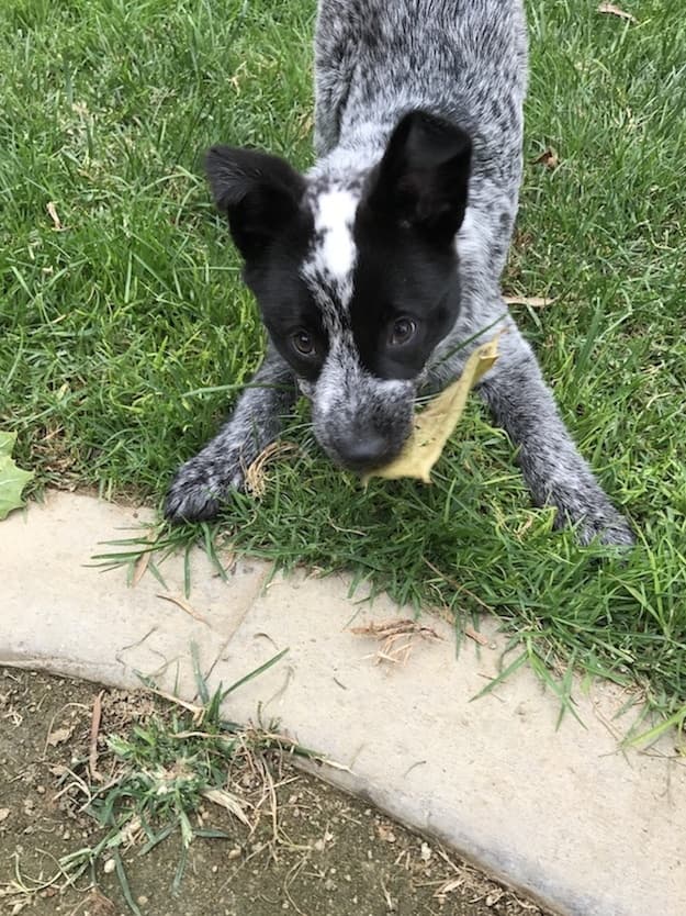 cattledog